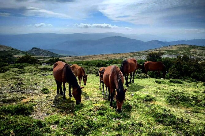 2h Buggy Tour • (price is per vehicle) - Where the views and nature fit in (and when you might feel it)