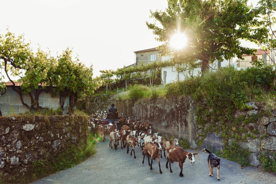 2h Quad Tour • Arcos de Valdevez • Peneda Gerês - Meeting point and the no-delay rule that matters