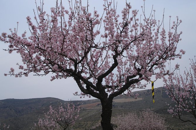 Amendoeiras em Flor - Quinta de Ervamoira: Lunch Included, Plus Museu da Ervamoira