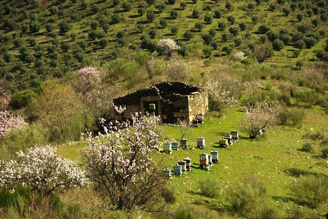 Amendoeiras em Flor - Parque Arqueológico do Vale do Coa and Museu do Côa