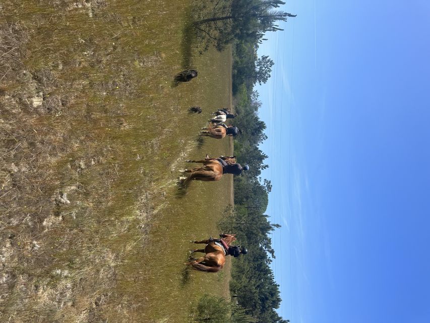 Aveiro: Horse Riding Experience with Instructor - Where You Start: GQhorses Equestrian Center Near Aveiro