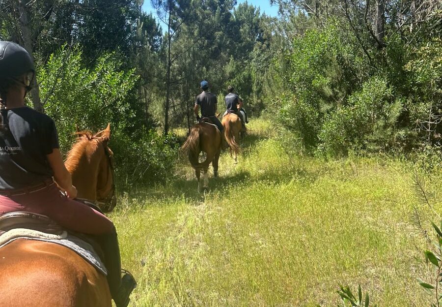 Aveiro: Horse Riding Experience with Instructor - The Training Moment That Makes the Ride Work for Beginners