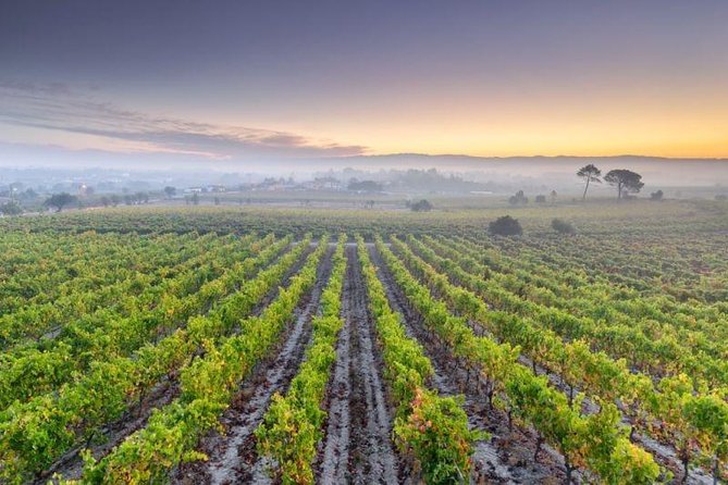 Bairrada Private Tour (Luso & Curia Villages) with Wine Tasting - A smooth private start from Porto to Bairrada wine country