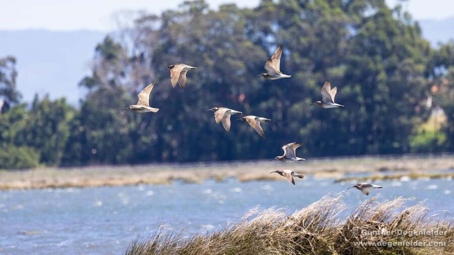 Birdwatching Solar Boat Tour Aveiro Lagon - Key highlights you will care about
