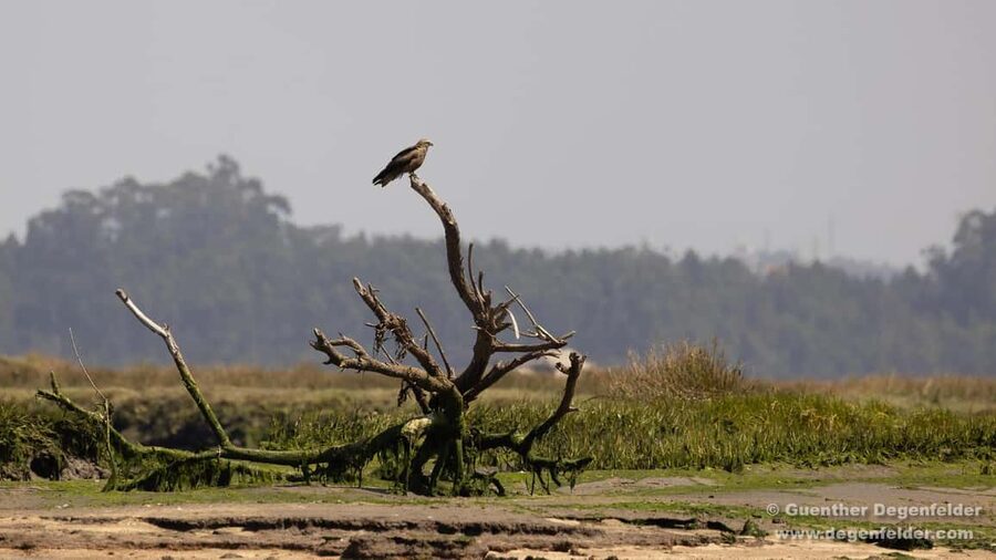 Birdwatching Solar Boat Tour Aveiro Lagon - Why the salty Ria de Aveiro beats typical Aveiro canal time
