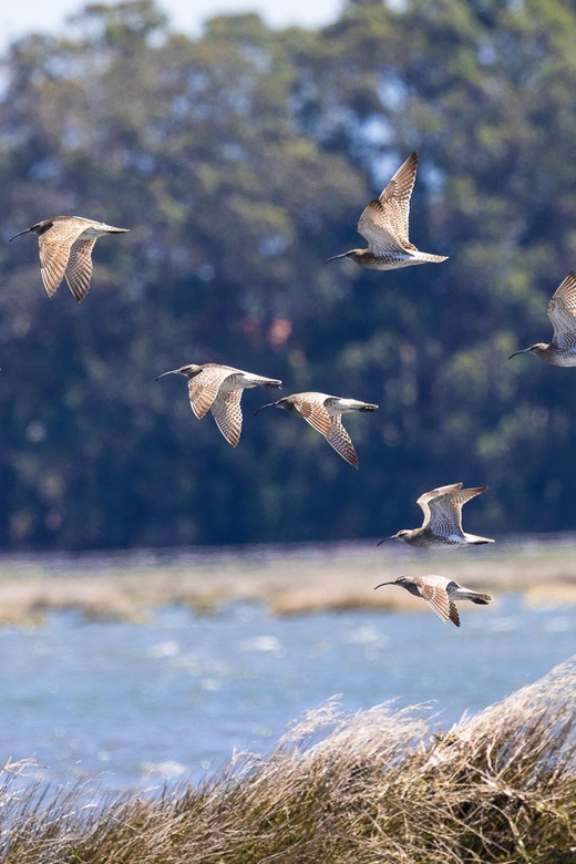 Birdwatching Solar Boat Tour Aveiro Lagon - The solar boat experience: quiet sailing and low ecosystem impact