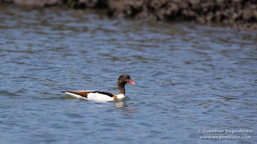 Birdwatching Solar Boat Tour Aveiro Lagon - Practical tips before you go