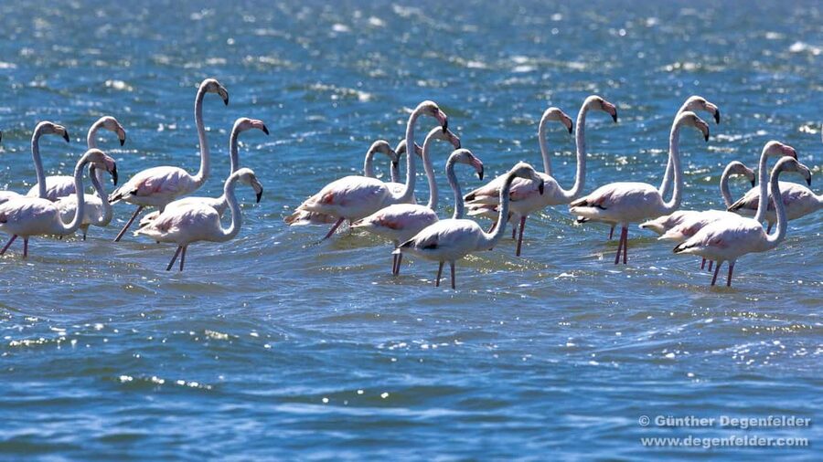 Birdwatching Solar Boat Tour Aveiro Lagon - From Cais do Sal to the wetland: your 1.5 hours on the water