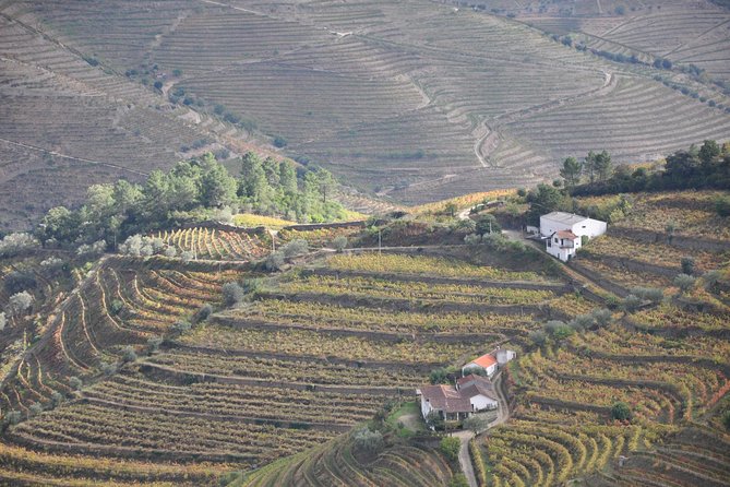 Classic Wine Tasting with GUIDED TOUR - Before You Go: Timing, Tickets, and What to Bring