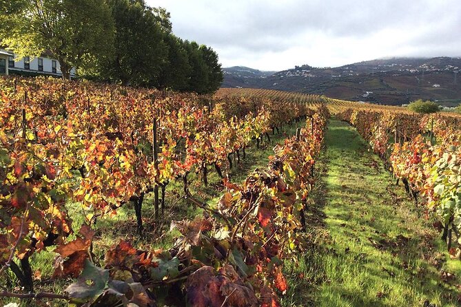 Douro: luxury walking tour with lunch at Quinta da Pacheca - Quinta da Pacheca Starts the Day Like a Proper Wine Visit