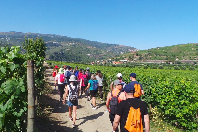 Douro: luxury walking tour with lunch at Quinta da Pacheca - Wine Tasting Moment: Small, Focused, and Built Into the Flow