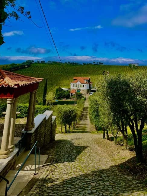 DOURO PREMIUM - The Olive Oil Tasting Bonus