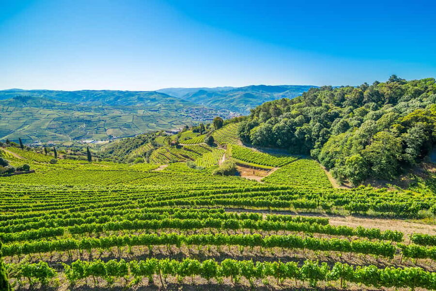 Douro: Quinta de Santa Júlia Lunch, Tour, & Wine Tasting - Small practical notes that make the day easier
