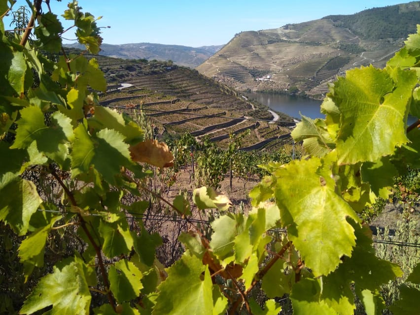 Douro Valley & Amarante - from Porto, Braga or Guimarães - Choose your tasting style: Meet, Tasting, or Premium
