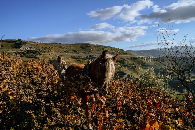 DOURO VALLEY: Lunch in a winery, tastings & 1-h private boat tour - Value check: does $139.08 make sense for this day?