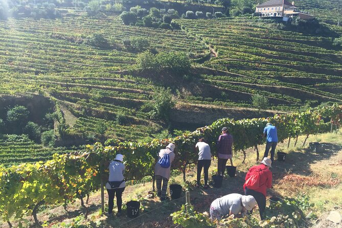 Douro valley Majestic - Stop 1: Peso da Regua, the Douro capital warm-up
