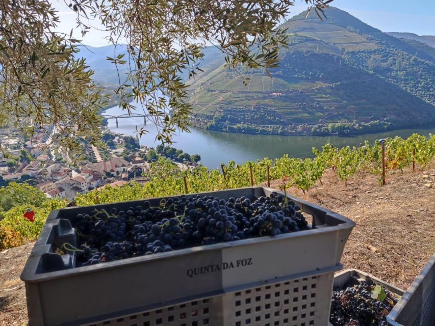 Douro Valley: (Pinhão) Quinta da Foz - Tour&Tasting 5 WINES - Price and timing: is $41 for five wines and an hour worth it?