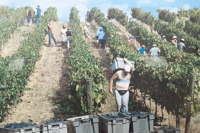 Douro Valley Premium with wine tasting lunch and boat - What the premium price buys you