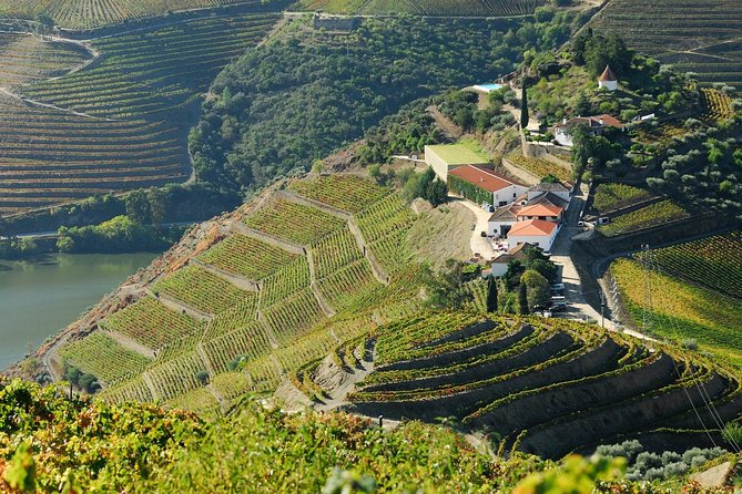 Douro Valley private day tour from Porto - Wine Tasting, Olive Oil, and How to Set Expectations