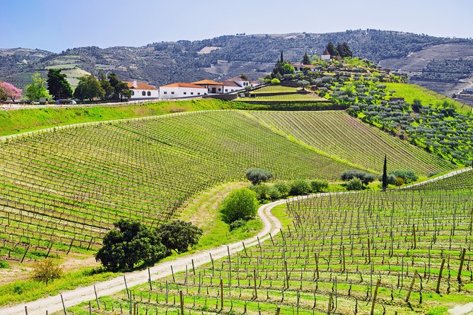 Douro Valley private day tour from Porto - Meeting Point and Timing: The 8:30 a.m. Start Game