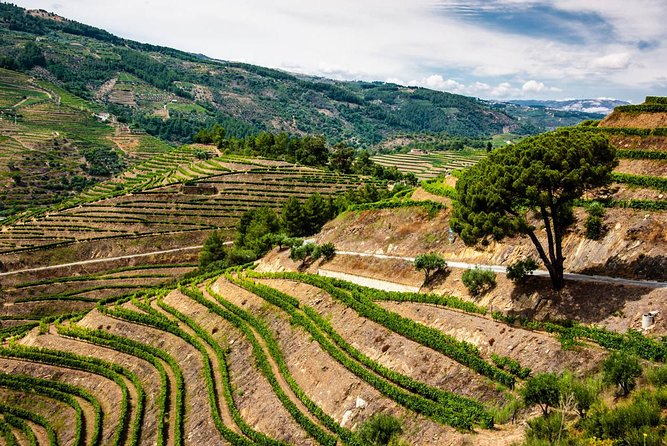 Douro Valley Private Day Trip including Boat Ride & Wine Tasting - Price and logistics: what $325.32 per person really buys