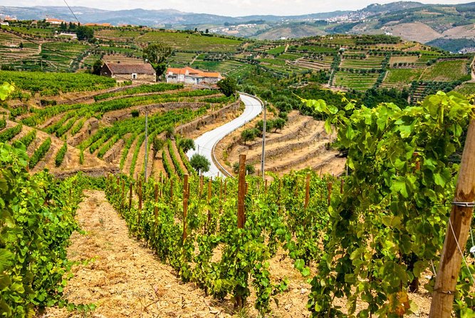 Douro Valley Private Day Trip including Boat Ride & Wine Tasting - Who this Douro Valley private day trip suits best