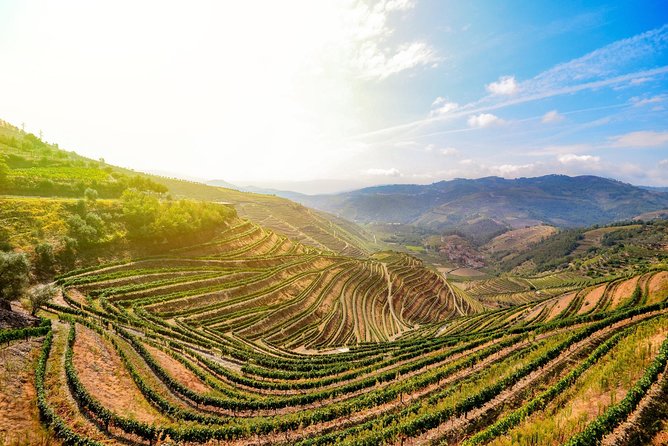 Douro Valley Private Full–Day Tour from Porto - Wine, olive oil, and Portuguese flavors: how this tour actually teaches taste