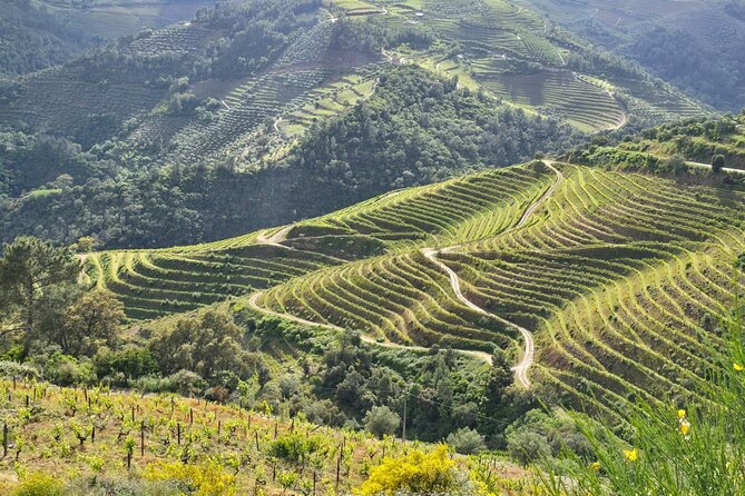 Douro Valley private tour full day - The 1-hour Douro boat trip with Companhia Turística do Douro