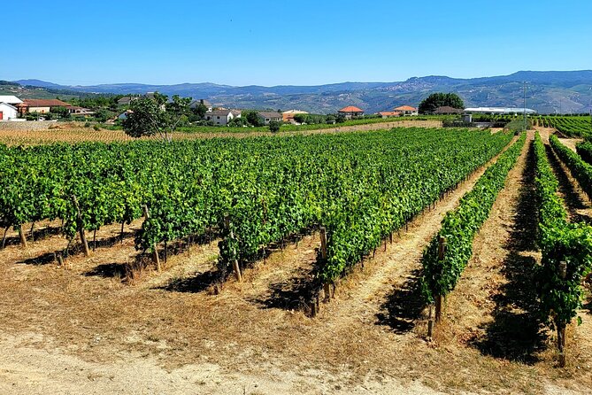 Douro Valley Private Tour (winery + boat + viewpoint) - From Régua Station to Pinhão: the scenic start you actually feel
