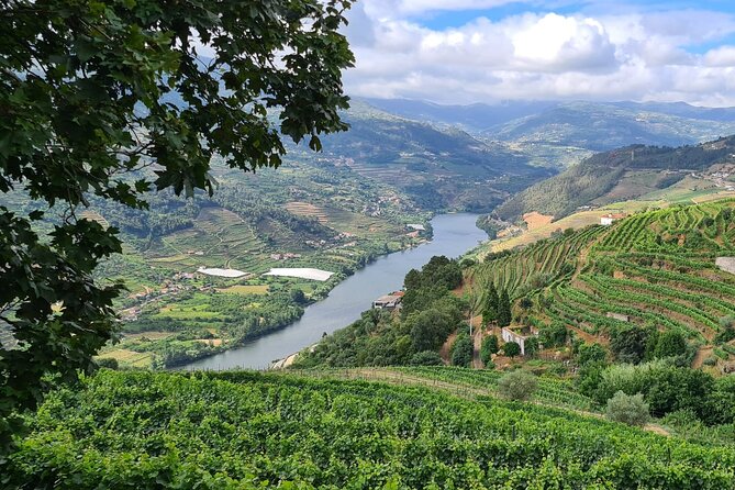 Douro Valley Private Tour (winery + boat + viewpoint) - Family winery and wine tasting with Luis