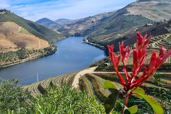 Douro Valley Private Tour (winery + boat + viewpoint) - Booking readiness, what you should know before you go