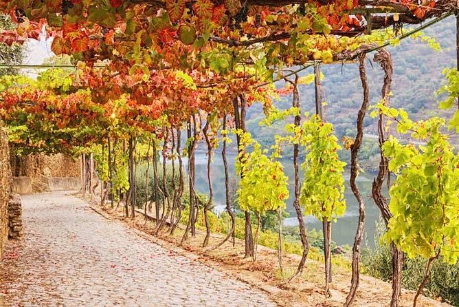 Douro Valley — Private UNESCO Wine & Cultural Experience - English Comfort, Mobile Tickets, and Small Practical Perks
