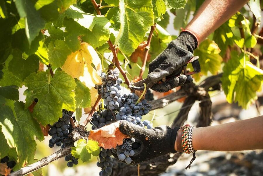 Douro Valley: Quinta de S. Luiz Winery Tour and Tasting - Alambic house and Chapel of Santa Quitéria on the same route