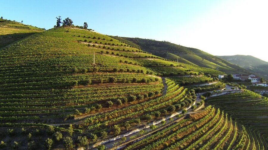 Douro Valley: Quinta de S. Luiz Winery Tour and Tasting - What you learn about growing, harvesting, and crafting wine
