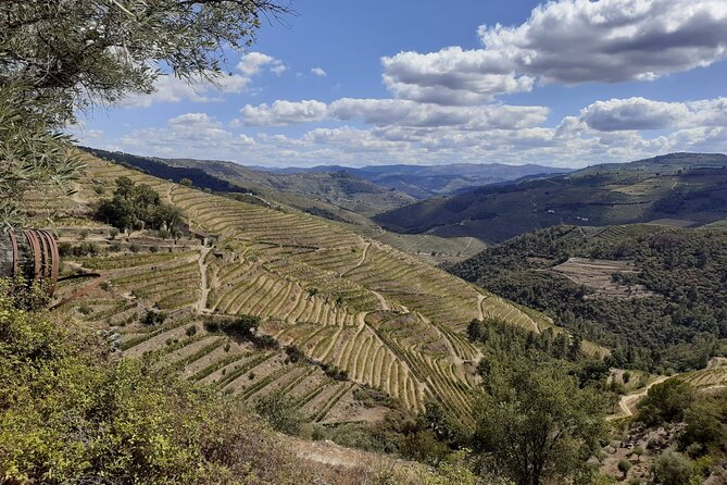 Douro Valley Small-Group Tour: 2 Wineries, Lunch, Optional Cruise - Guide energy is a big part of why this feels special