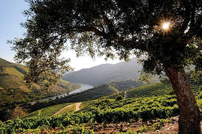 Douro Valley Small-Group Tour: 2 Wineries, Lunch, Optional Cruise - Price and value: what $187.05 buys you