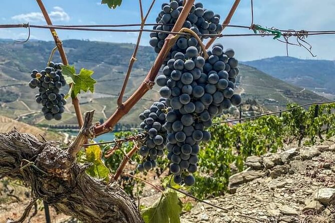 Douro Valley Small-Group Tour: 2 Wineries, Lunch, Optional Cruise - The Douro Valley stop: why these vines matter