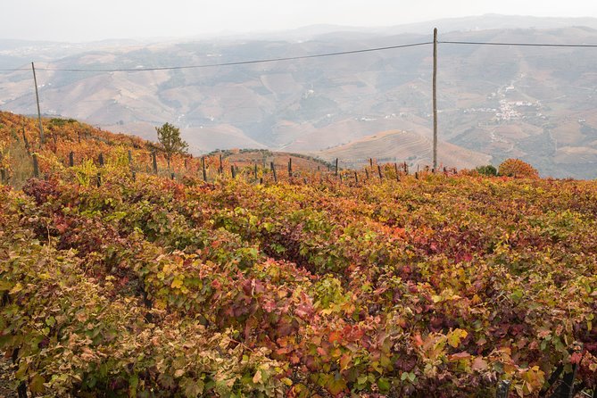 Douro Valley Small-Group Tour with Wine Tasting, Lunch and Boat - Pinhão Free Time and The Blue-and-White Tile Detour