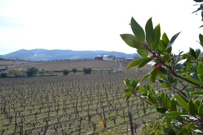 Douro Valley Tour: 2 Vineyard Visits, River Cruise, Winery Lunch - The Drive via National Road 222: Real Scenery Time