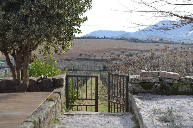 Douro Valley Tour: 2 Vineyard Visits, River Cruise, Winery Lunch - Sabrosa Lunch at a Family Winery, Plus Port in the Cellar