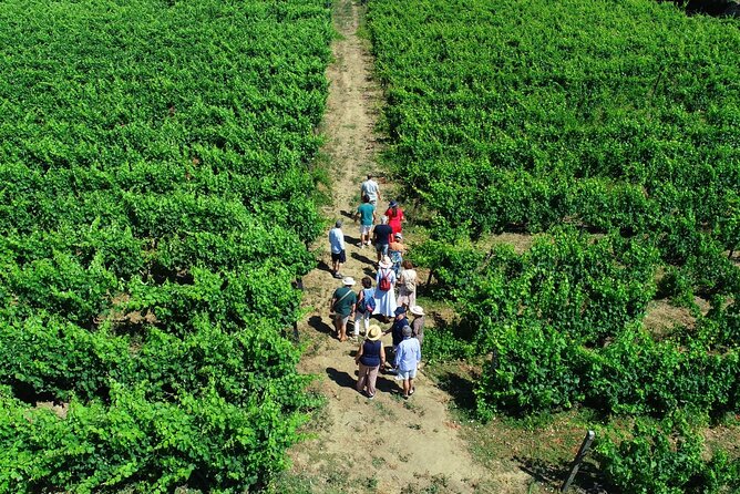 Douro Valley Tour - 3 Wine tastings, Lunch & river Cruise - Pinhão Choice: Rabelo river cruise or a calm riverside walk