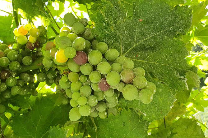Douro Valley Tour with Train and Vinho Verde - Vilarinho de São Romão: cellar time and tasting with context