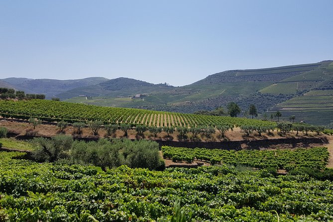 Douro Valley Wine Tour: 3 Vineyard Visits, Wine Tastings, Lunch - What’s included, and what that means for your money
