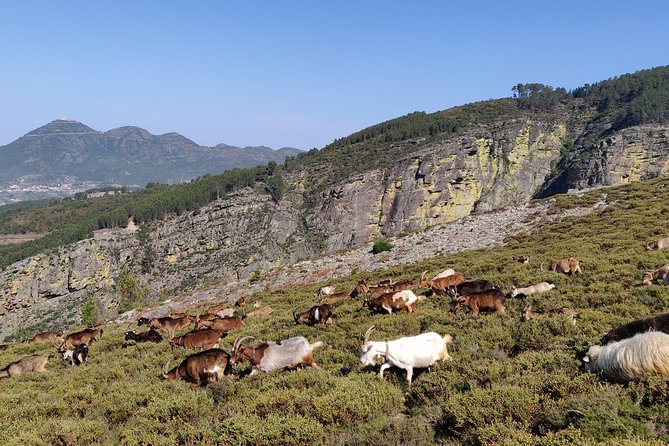 Fisgas de Ermelo Trail - Parque Natural do Alvão (Stop 1): plants, animals, and the “why” behind the terrain
