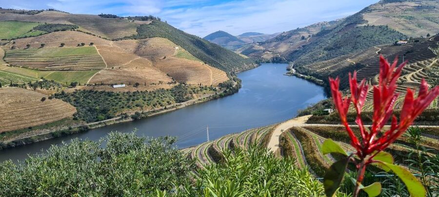From Peso da Régua: Visit 3 wineries, tasting and viewpoint - Private Douro Day From Peso da Régua, With Pickup and No Driving