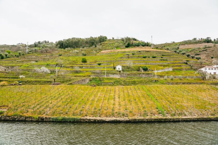 From Porto: Douro River Cruise to Régua with Lunch - Price and Value: What $86 Really Buys You