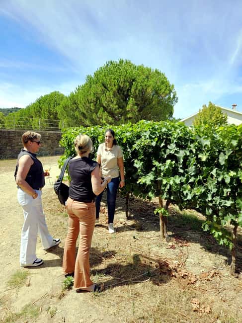 From Porto: Douro Valley 3 Vineyards Tour with Lunch - Stop-by-stop: what you do from the first tasting to the return