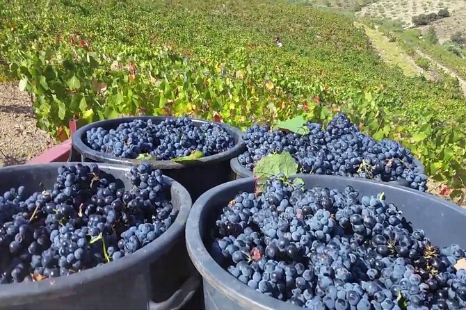 From Porto: Douro Valley Tour with 2 Wineries, Lunch and Cruise - Vale do Douro cellar lunch: DOC wines and Port tastings