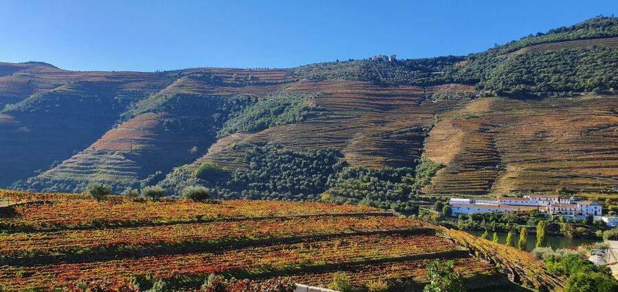 From Porto Douro Valley Tour with Train and Vinho Verde - Lunch in Sabrosa with Douro wine, plus real dietary support