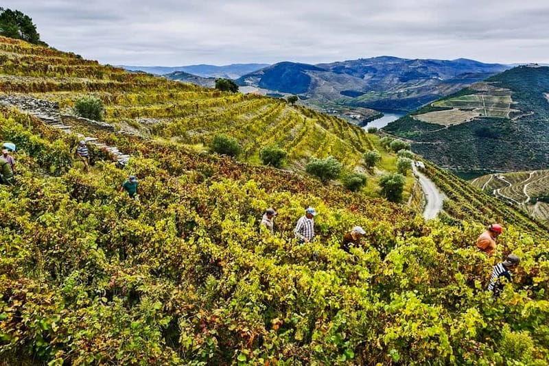 From Porto: Douro Valley with Wineries, Lunch and Boat Trip - Price and value at about $171 per person